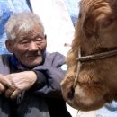 워낭소리 이미지