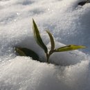 인향 민박 이미지