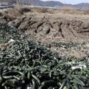 호박마트 이미지