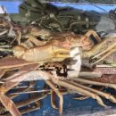 수산의원 | 맛집 광양대게맛집 선장과아들수산 광양에서 여친이랑...독도새우에 포항물회까지 제대로 즐긴 찐 후기