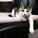 고양이세수 이미지