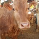 음메소농장 이미지