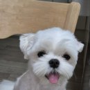 러블리펫그루밍 이미지