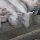 가오농장 이미지