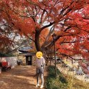 한식당소운 | 늦은가을 초겨울 흥선대원군별장 석파정 보러갔다 더 좋았던 서울미술관 요시다유니전