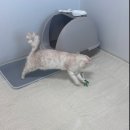 도로시캐터리 | 첫 고양이 분양기, 천사냥이 모찌