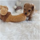 드림독 강아지분양 안심분양센터 부천점 이미지