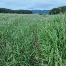 평해사구습지 이미지