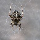 케이데이터베이스 | OWASP Top 10 기반 웹 애플리케이션 보안, 취약점 진단부터 방어 전략까지 직접 적용해 본 후기