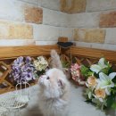 야옹아멍멍해봐(주월점) 이미지