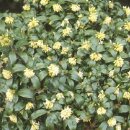 선흘리 백서향 및 변산일엽군락 이미지