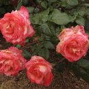 송도 해돋이공원 이미지