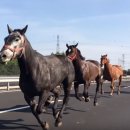 말무리목장 이미지