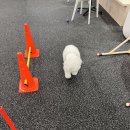 프랑소와펫 롯데일산점 이미지