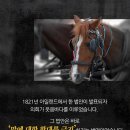 디아나동물병원 네이버블로그