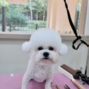 오도르봉 이미지