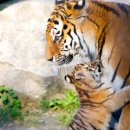 호랑이네 이미지