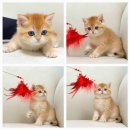 브리티쉬숏헤어 캐터리 이미지