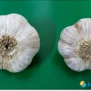 충북농업기술원 마늘연구소 이미지