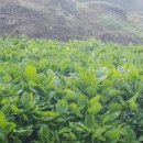 은골구기자마을 이미지