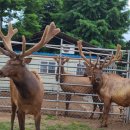 전원사슴농장 이미지