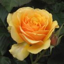 소로3-83 이미지