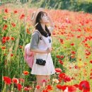 용수골꽃양귀비축제 이미지