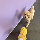 휘게 펫케어 이미지