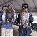 오리짚불구이 이미지