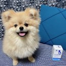 제이에이치바이오팜 | 강아지 영양제 닥터코디, 코디100 관절영양제, 제이에이치바이오팜