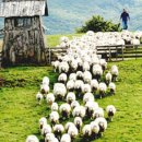 풍전목장 이미지