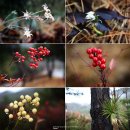 성주봉자연휴양림 이미지