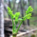선바위(분재전시관) 이미지
