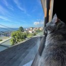 바다냥이네 이미지