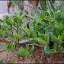 짱구농장 이미지