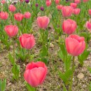 트라이(오렌지월드컵) | Daily Dew: 꿉당 갓잇 노웨이팅 | 에티오피아 친구와 데이트 | 더페이머스버거 배민 | 첫 축구 직관