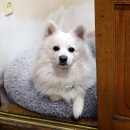 맘마수제간식 이미지