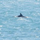 돌고래카 이미지