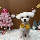 인생댕컷 반려견미용실 이미지