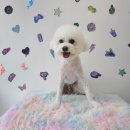 센트럴 독 이미지