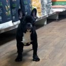 프렌치 불독 (French Bulldog) 이미지