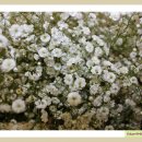 화훼장식(플로리스트) 이미지