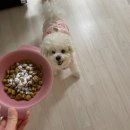 함박약국 | 강아지 유산균 추천 기호성 좋고 장까지 살아남는 페노비스 급여 후기