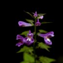 꽃며느리 이미지