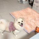 코비 트래블 이미지