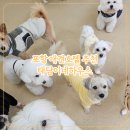 태담이네 하우스 | 포항애견호텔 태담이네하우스 2박 호텔링 내돈내산 후기 예약방법 가격
