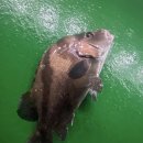 오즈실내바다 낚시터 이미지