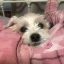 뉴로동물의료센터 | 될 달래로그 강아지 블로그 노견(15살) 유선종양 제거 수술 뉴로동물의료센터 , 고구마빵 먹고 산책하는 삶