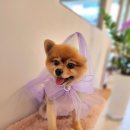 반짝반짝내작은개 이미지