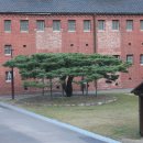 송정푸른솔한의원 | 안산자락길에서 만나는 우리 나무:㉘소나무(소나무과,Pinus densiflora Siebold &amp; Zucc.)